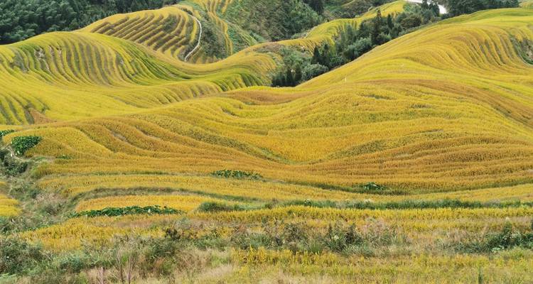 Sanfte Hügel bedeckt mit Reisterrassen in einer lebendigen grünen Landschaft.