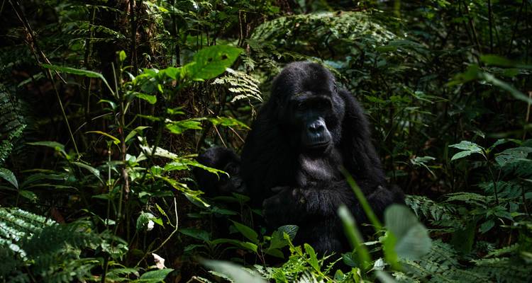 Gorilla sitzt umgeben von dichtem Regenwald-Laub.
