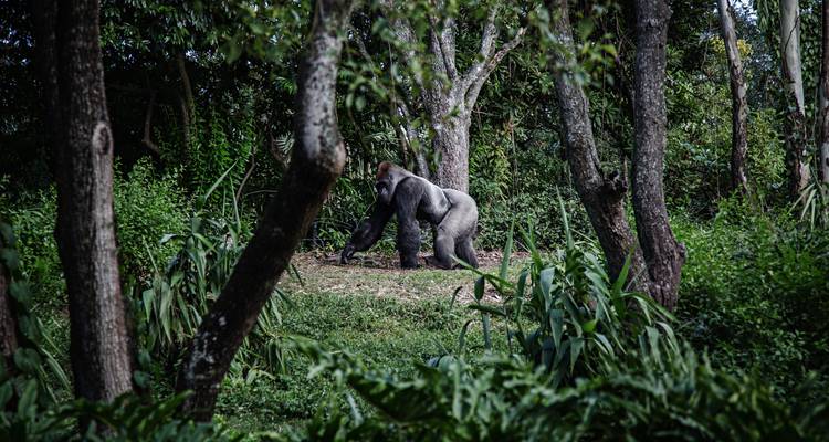 Gorilla, der durch ein bewaldetes Gebiet läuft.