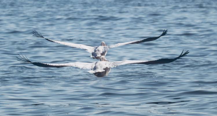 Zwei Pelikane fliegen dicht über einem Gewässer.