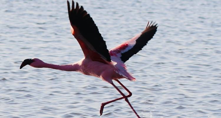 Nahaufnahme eines Flamingos beim Abheben über dem Wasser.