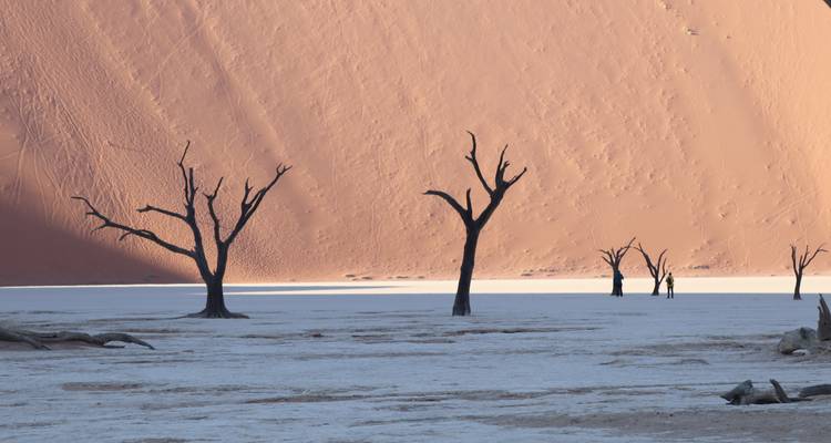 Wüste mit abgestorbenen Bäumen vor einer Kulisse aus roten Sanddünen.