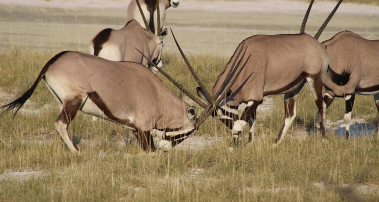 Explorez Etosha, Swakopmund et Sossusvlei en 6 jours | Camping privé guidé - Motema Tours and Safaris 2