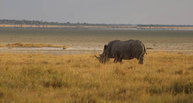 Explorez Etosha, Swakopmund et Sossusvlei en 6 jours | Camping privé guidé - Motema Tours and Safaris 3