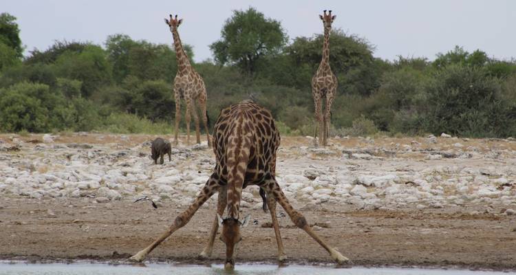 Explorez Etosha, Swakopmund et Sossusvlei en 6 jours | Camping privé guidé - Motema Tours and Safaris 4