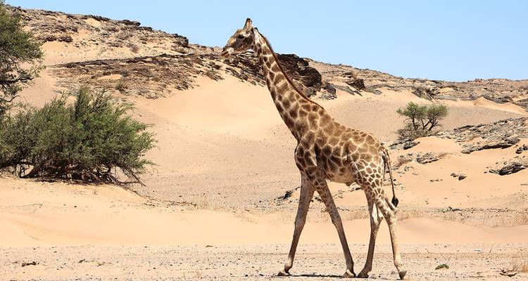 A giraffe walking in a desert landscape.