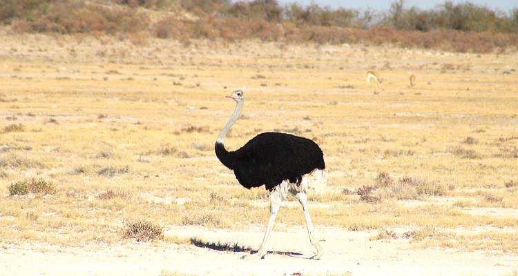 An ostrich in a dry landscape with sparse vegetation.