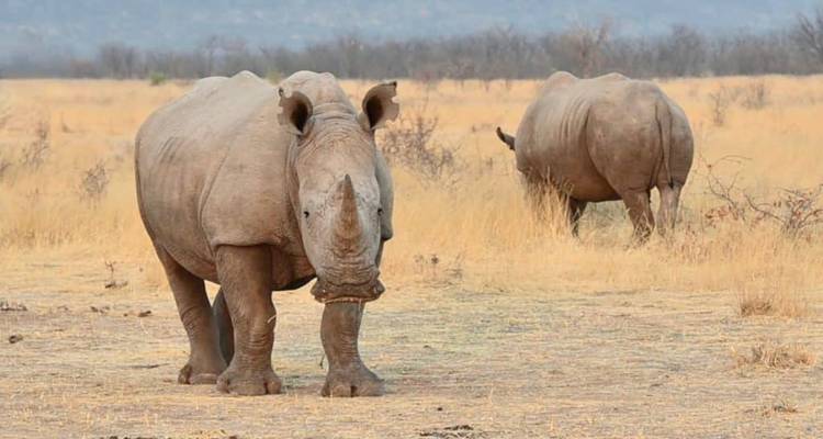 Two rhinos in a savanna setting.