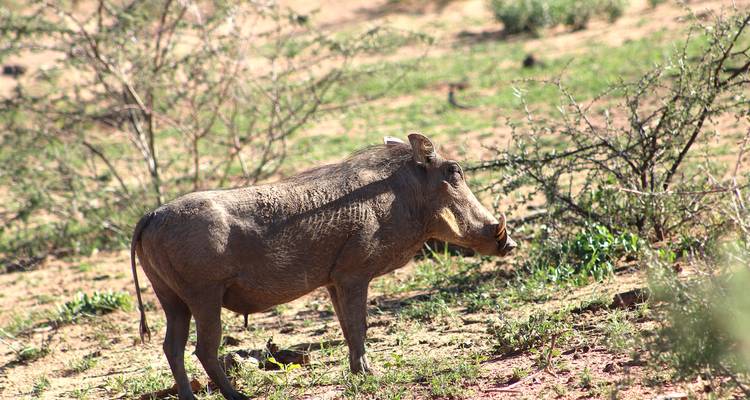Warthog in a grassland environment.