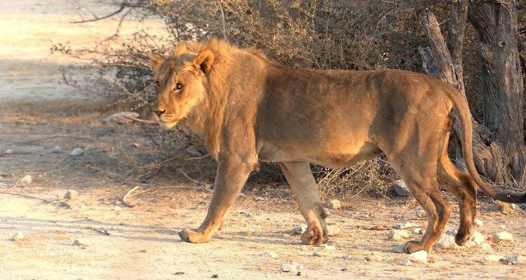 6 Days Safaris in Namibia | Private Guided Lodge - Motema Tours and Safaris 1