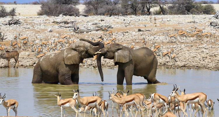 6 Days Safaris in Namibia | Private Guided Lodge - Motema Tours and Safaris 4