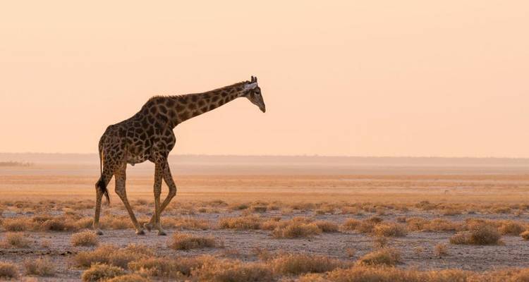 6 Days Safaris in Namibia | Private Guided Lodge - Motema Tours and Safaris 9
