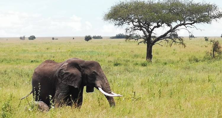 Journée de safari dans le parc national de Mikumi. - Zote Tours 1