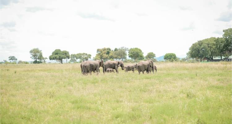 Journée de safari dans le parc national de Mikumi. - Zote Tours 2