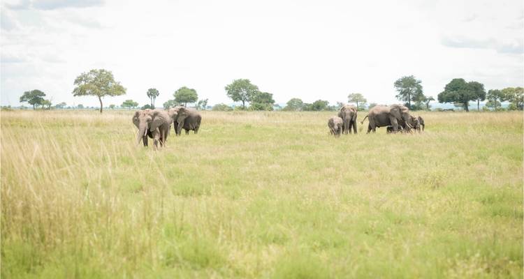 Journée de safari dans le parc national de Mikumi. - Zote Tours 3