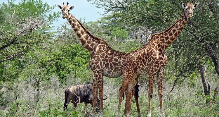 Journée de safari dans le parc national de Mikumi. - Zote Tours 7