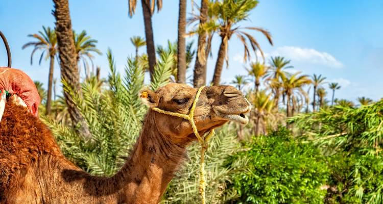 9-Day Private Morocco Tour from Casablanca: Authentic Culture, Desert & Imperial Cities - My Morocco Tours 3