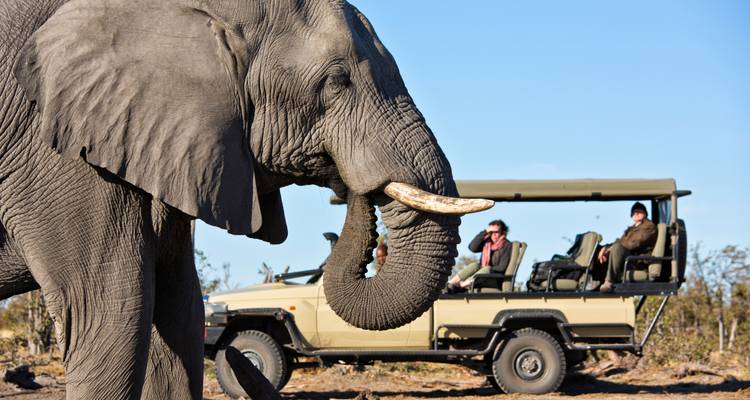 Large elephant near a safari vehicle with tourists.
