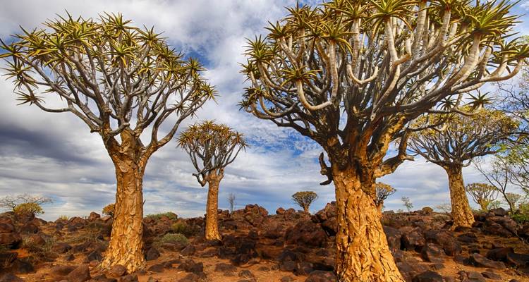 La beauté de la Namibie - 10 jours | Auto Tour - Camping - Motema Tours and Safaris 10