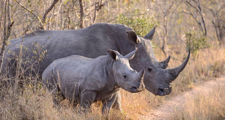 Mutter und Baby-Nashorn stehen in einem trockenen Grasland.