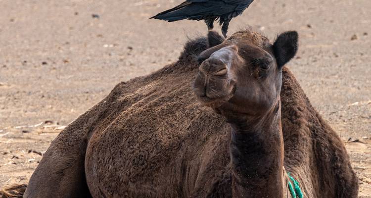 4 jours d'excursion dans le désert de Merzouga - Perfectly Morocco Tours 6