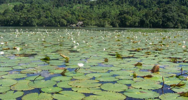 Meer bedekt met waterlelies en bomen op de achtergrond.