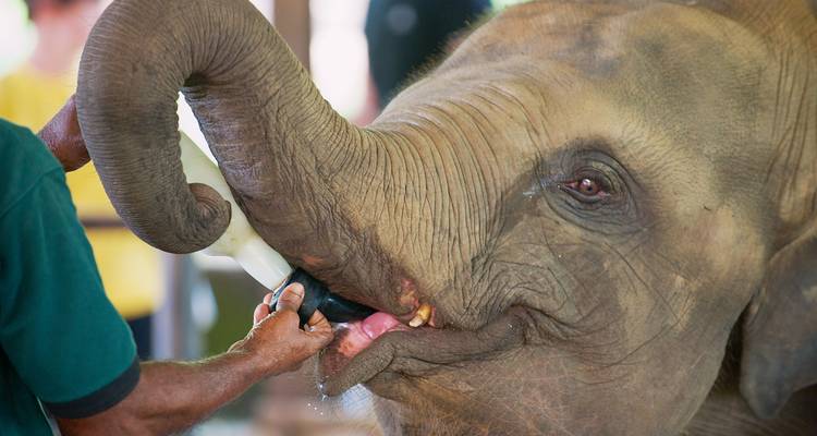 Elefant wird mit einer Milchflasche gefüttert.