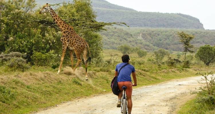 Een persoon die fietst langs een onverharde weg met een giraffe die in de buurt loopt.