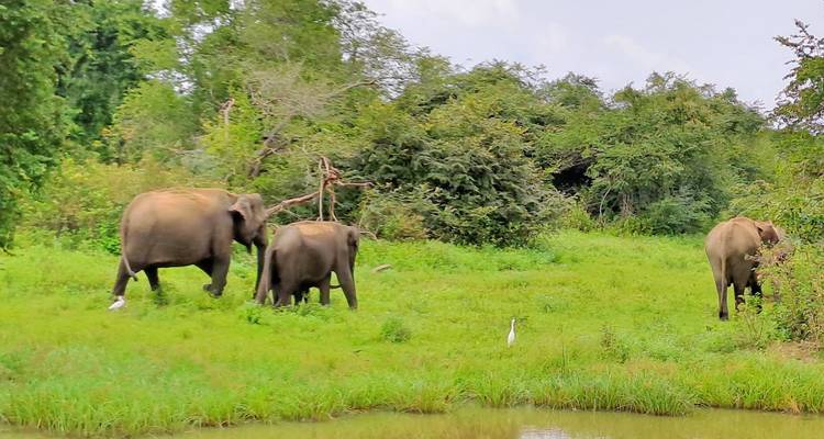 Des éléphants marchant dans une zone verdoyante luxuriante.