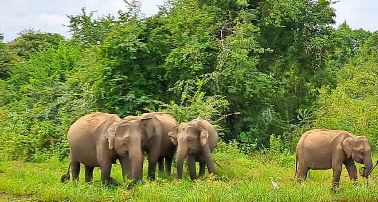 Group of elephants in a natural habitat.