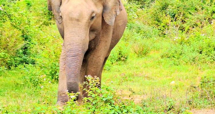 Close-up of an elephant in a lush environment.