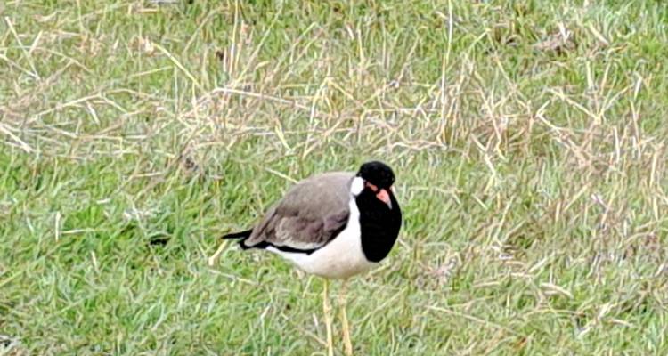Bird standing on grass.