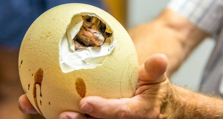 Ein frisch geschlüpftes Straußenküken blickt durch ein Loch in einem großen Ei, das von einer ausgestreckten Hand gehalten wird.
