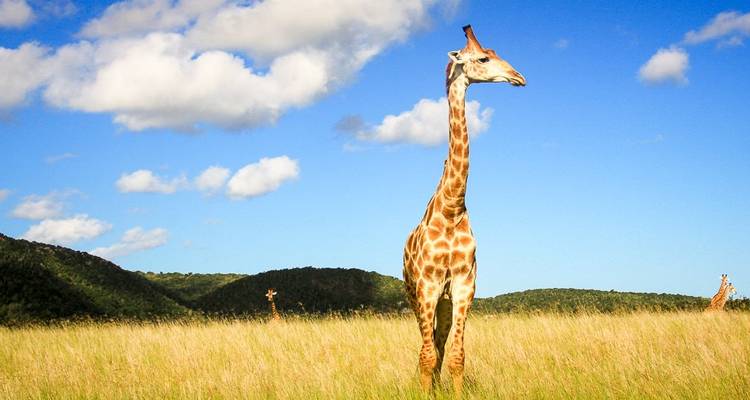 Eine große Giraffe steht in einer grasbewachsenen Savanne unter einem strahlend blauen Himmel mit weißen Wolken.