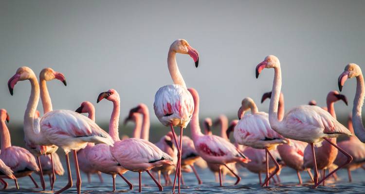 Een groep flamingo's die in ondiep water staat bij zonsondergang.