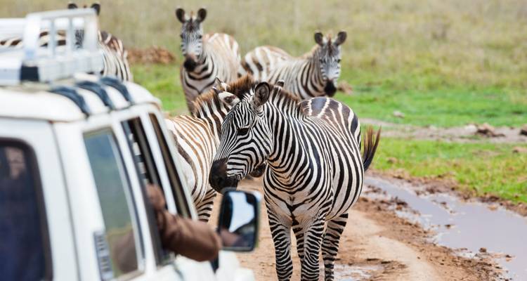 Zebra's die een zandweg oversteken met een safariauto in de buurt.