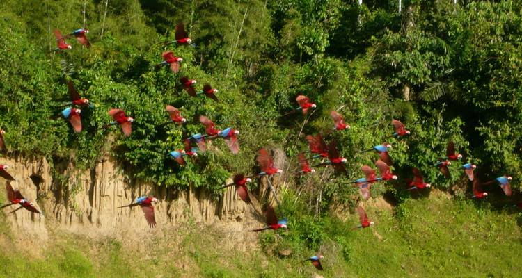 Ruta por el Manu 5 Días / 4 Noches - Crossover Peru 2