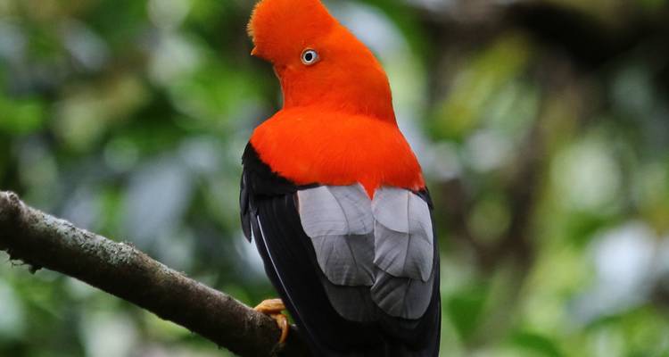 Ruta por el Manu 5 Días / 4 Noches - Crossover Peru 6