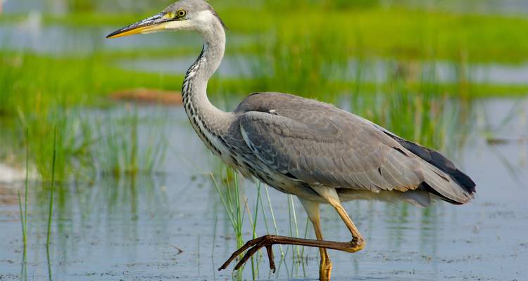 South Africa Garden Route: Wildlife, Waves & Road Trip Vibes - journaway 2
