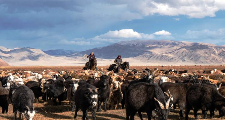 Troupeau d'animaux avec deux cavaliers dans un paysage montagneux.
