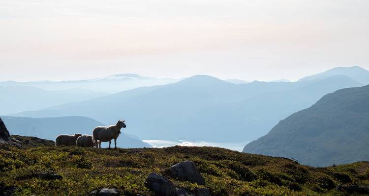 Sabores de Noruega - Nordiva Tours 3