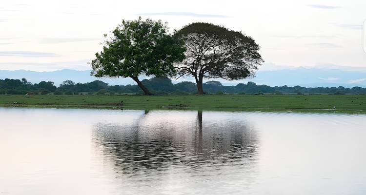 Sereen uitzicht op twee eenzame bomen die op een grashelling staan, perfect weerspiegeld in het rustige meerwater met bergen in de verte onder een bleek lucht.
