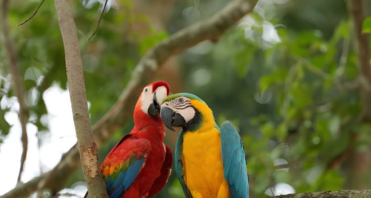 Close-up van een scharlaken ara die tegen een blauwgeelara aanschuift op een bladrijke jungletak.