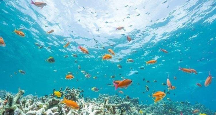 Cairo & Sharm El Sheikh - Agazat Club 7