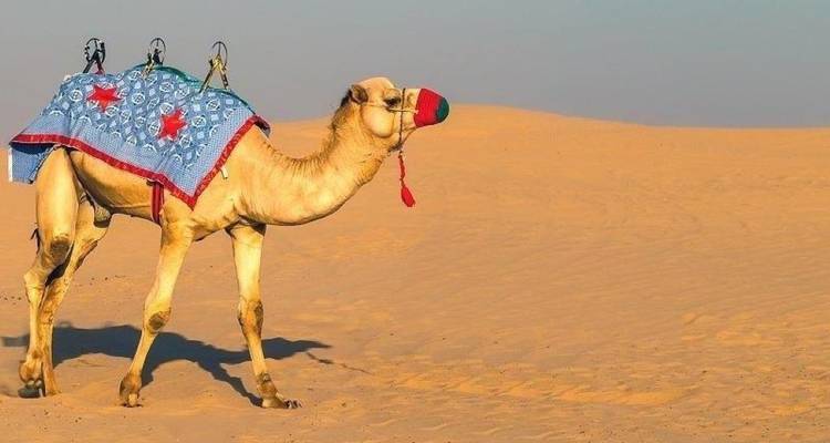 Les joyaux du Caire et les vacances à Sharm - Agazat Club 4