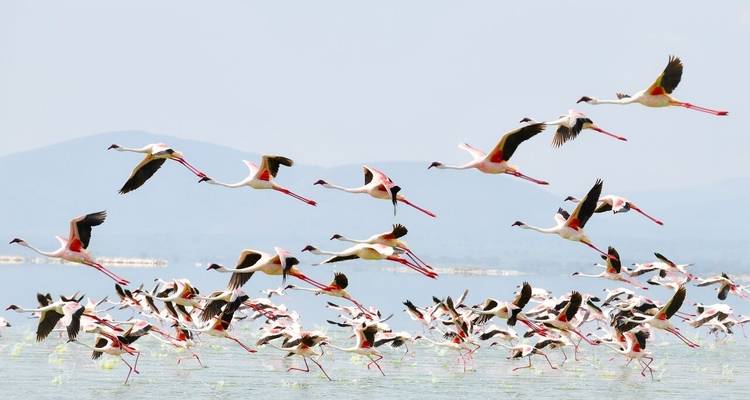 Safari de lujo en grupo de 8 días por Kenia - Fechas de salida fijas - Samson's Safaris 6