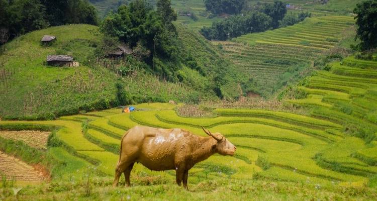 8 jours de découverte du nord du Vietnam - OC Tourist Company Limited 4