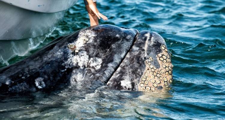 Person berührt den Kopf eines Wals neben dem Boot.