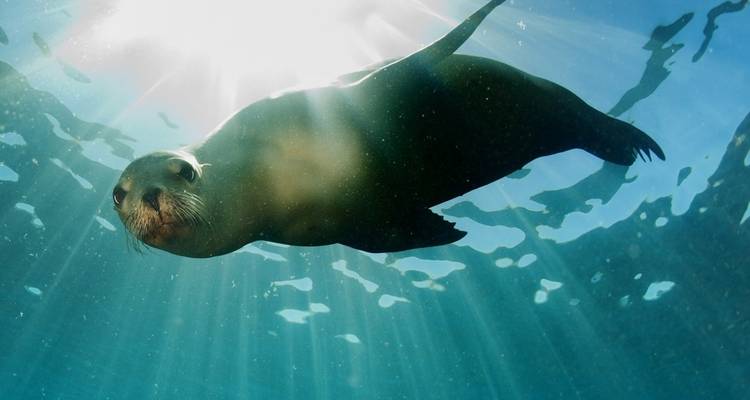 Robbe schwimmt unter Wasser mit scheinenden Sonnenstrahlen.