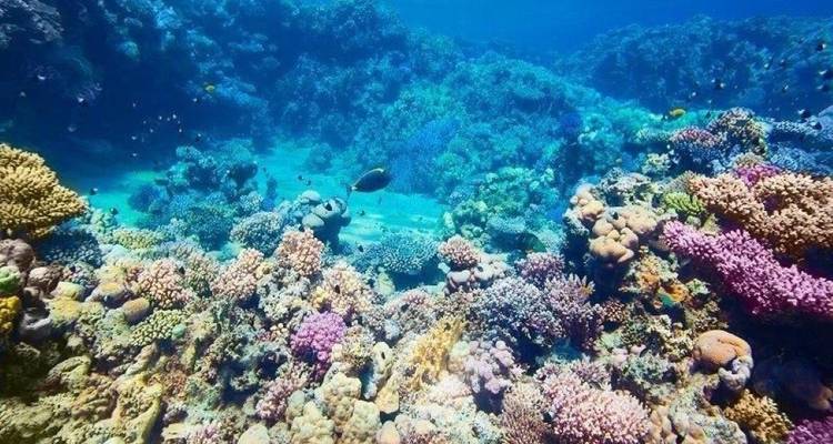 Cairo, Nile Cruise & Hurghada Holiday - Agazat Club 8